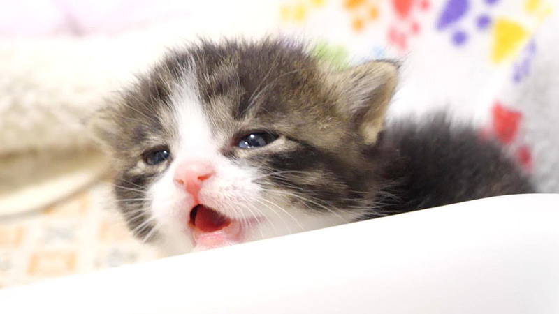 早くミルクが飲みたい子猫