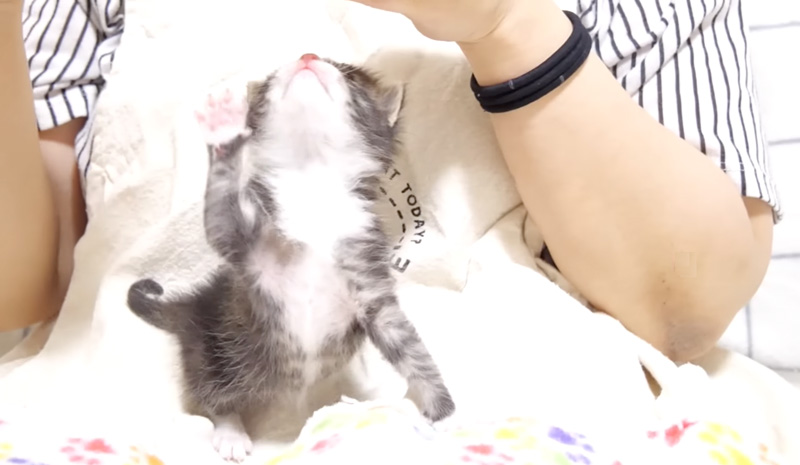 手をパタパタさせる子猫
