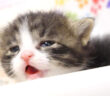 早くミルクが飲みたい子猫