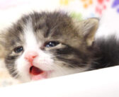 「早くミルク飲ませてよ〜」とママを急かす子猫。ミルクが冷めるまで待ちきれなくて大騒ぎする様子が妙に可愛かった♡
