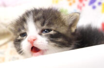 早くミルクが飲みたい子猫