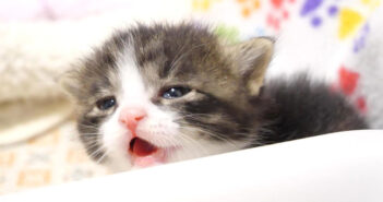 「早くミルク飲ませてよ〜」とママを急かす子猫。ミルクが冷めるまで待ちきれなくて大騒ぎする様子が妙に可愛かった♡
