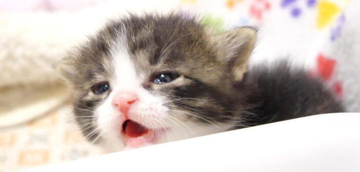 「早くミルク飲ませてよ〜」とママを急かす子猫。ミルクが冷めるまで待ちきれなくて大騒ぎする様子が妙に可愛かった♡