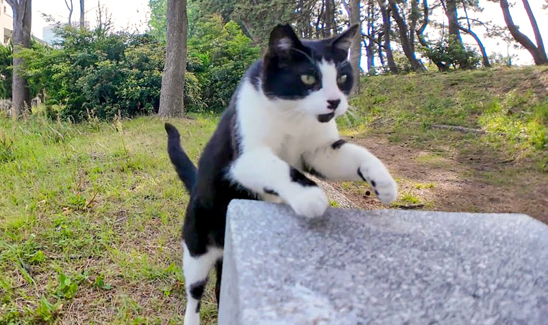 近づいてきた猫
