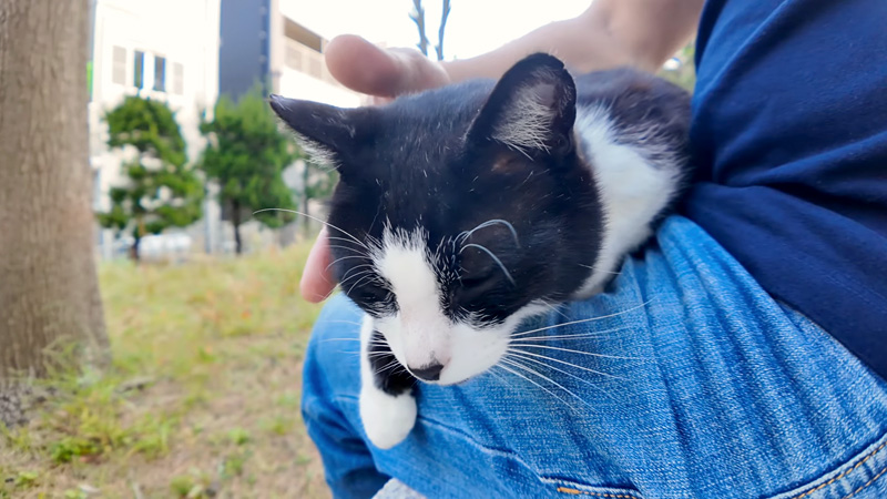 膝の上でとろける猫