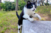 ベンチに座ると近づいてきた猫