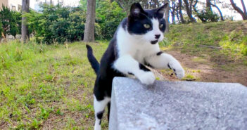 林の中のベンチに座ると猫さんが近づいてきた！ ナデナデすると膝の上に乗ってきて、可愛すぎる姿を見せてくれた♡