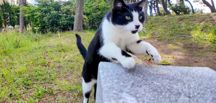 林の中のベンチに座ると猫さんが近づいてきた！ ナデナデすると膝の上に乗ってきて、可愛すぎる姿を見せてくれた♡
