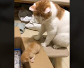 箱の中に入りたいけど、なかなか一歩が踏み出せない子猫。その姿をじっと見ていた母猫が驚きの行動に出た ( ﾟДﾟ)！