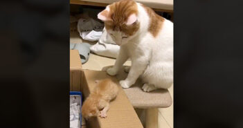 箱の中に入りたいけど、なかなか一歩が踏み出せない子猫。その姿をじっと見ていた母猫が驚きの行動に出た ( ﾟДﾟ)！