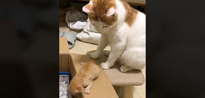 子猫を箱に入れる母猫