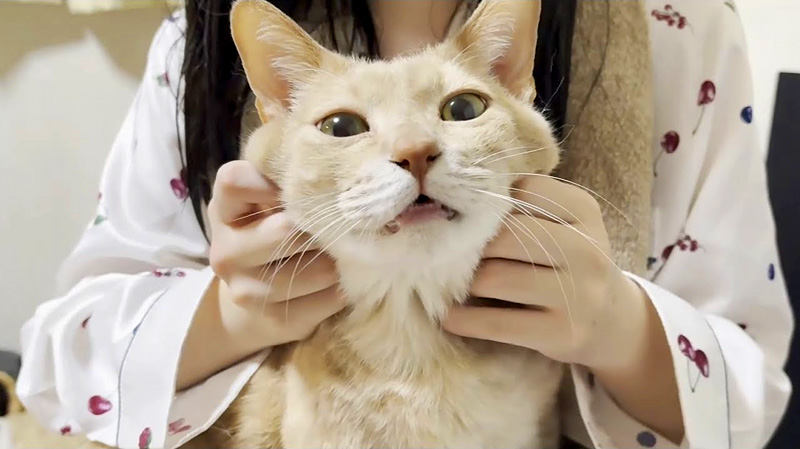 とろける猫