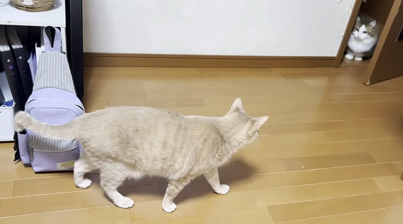 ご機嫌斜めな猫