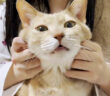お姉ちゃんの膝の上でとろける猫