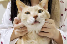 お姉ちゃんの膝の上でとろける猫