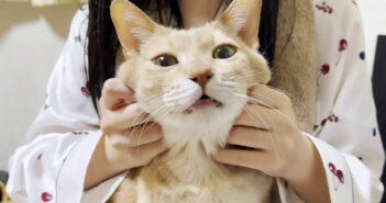 お姉ちゃんの膝の上でとろける猫