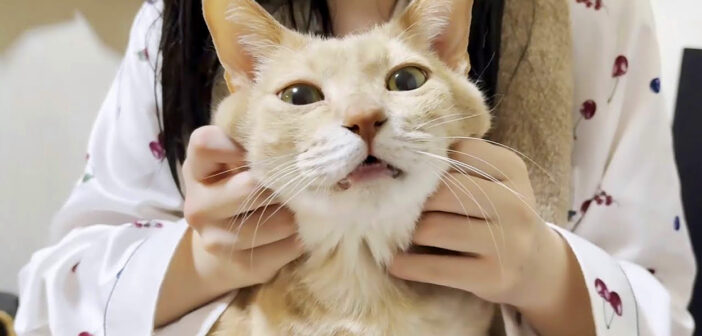 お姉ちゃんの膝の上でとろける猫