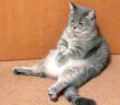 暇そうな猫