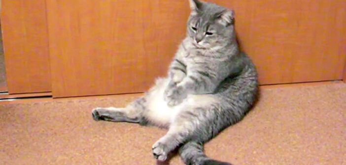 「何だか退屈だにゃ〜…」両手を合わせてお腹をポンポン。時間を持て余した猫さんが可愛い行動に出た ( *´艸｀)♡