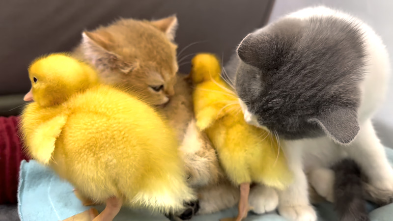 ヒナ達を毛づくろいする子猫達