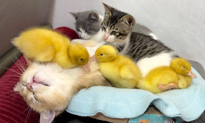 小さなベッドに入る子猫達とヒナ達