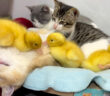 小さなベッドに入る子猫達とヒナ達
