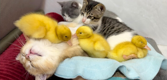 どうしても子猫と一緒に寝たいアヒルのヒナ達。でもベッドが小さ過ぎたようで可愛いことに ( *´艸｀)♡