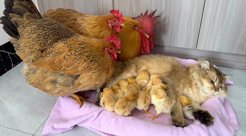 猫とヒヨコ達が気になるニワトリ達