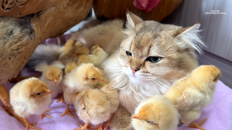 ヒヨコ達に優しい猫