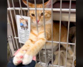 前足を突き出して、通り過ぎようとする人達全員と手をつなぐ保護猫。みんなの心を掴んで、最高の幸せを手に入れる