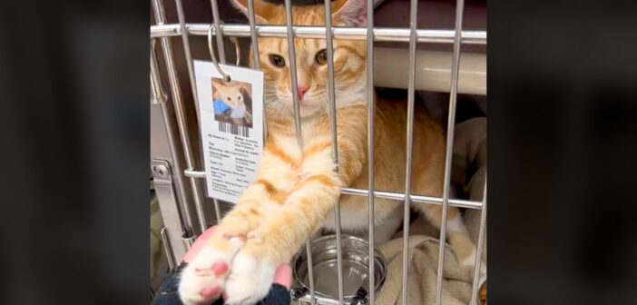 前足を突き出して、通り過ぎようとする人達全員と手をつなぐ保護猫。みんなの心を掴んで、最高の幸せを手に入れる