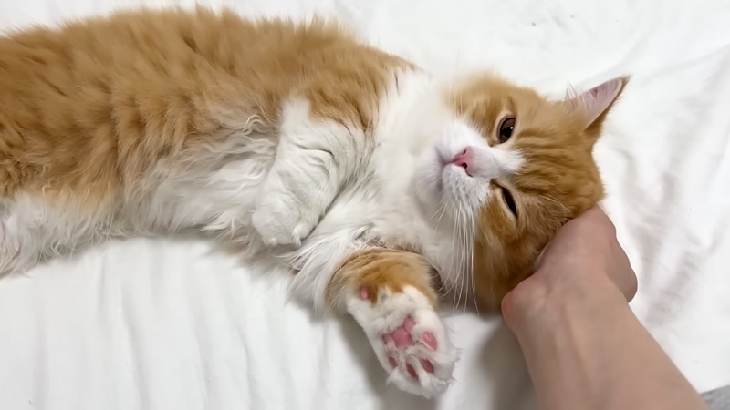 撫でられる子猫
