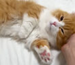 ナデナデ好きの子猫