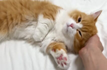 ナデナデ好きの子猫