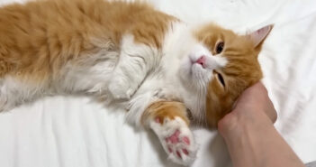 家に子猫がやって来た！ 家に着いた瞬間からくつろぎ始めて、甘えん坊が止まらなくなっちゃう様子が可愛すぎる ( *´艸｀)♡