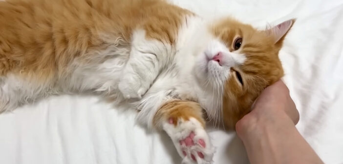 家に子猫がやって来た！ 家に着いた瞬間からくつろぎ始めて、甘えん坊が止まらなくなっちゃう様子が可愛すぎる ( *´艸｀)♡