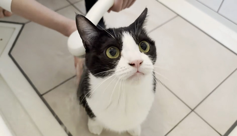 シャンプーされる猫
