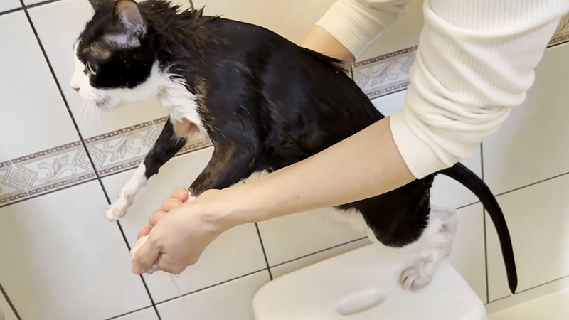 シャンプーされる猫