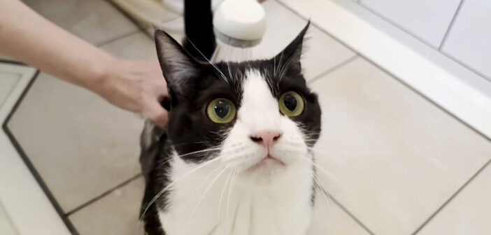 シャンプーされる猫