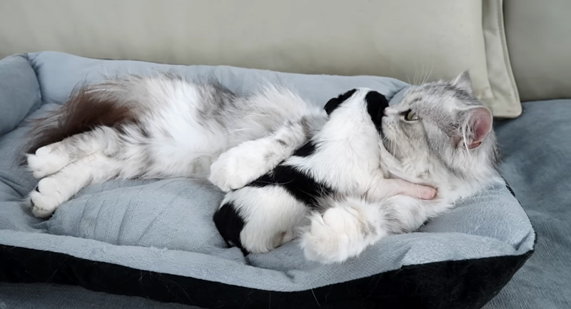 子犬に添い寝する猫