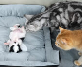 置き去りにされた子犬が死んでしまったのではないかと心配した猫達。そんな猫達がとった愛情深い行動に思わず心が温まる