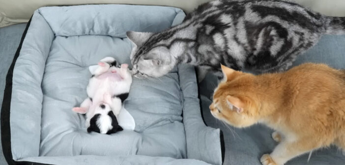 置き去りにされた子犬が死んでしまったのではないかと心配した猫達。そんな猫達がとった愛情深い行動に思わず心が温まる