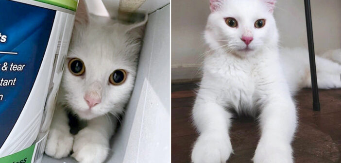 聞こえない耳で路上を彷徨い歩いていた猫。食べ物を求めて迷い込んだ庭で保護されると、安全な家の中で最高の夢を叶える
