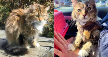 食べ物を探し回っていた子猫を放って置けなかった近所の住人。子猫が家の中で幸せを感じると、本来の姿が開花する 保護された子猫