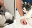 心を開いた子猫