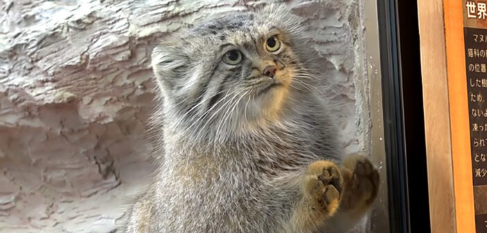 大好きな飼育員さんを見つけると、まっしぐらに駆け寄って来るマヌルネコさん。ガラス越しの全力アピールが可愛すぎた♡