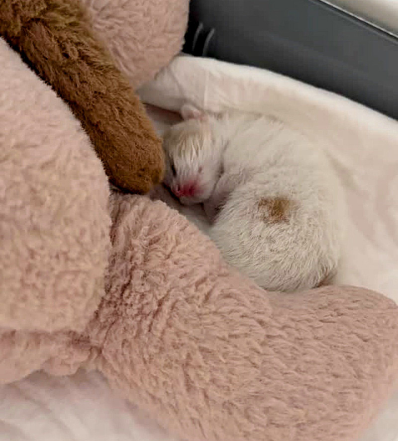 保護された子猫