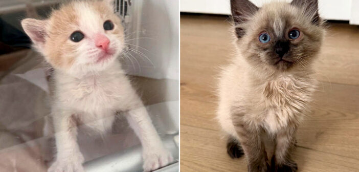 母猫に置き去りにされてしまった子猫。友達を切望する別の子猫に出会うと、お互いに夢中になって幸せ溢れる毎日が始まる