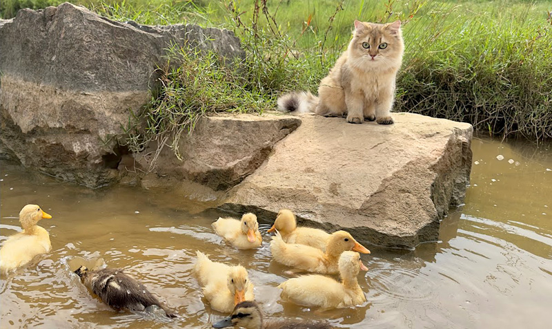 ヒナ達を川で遊ばせる猫