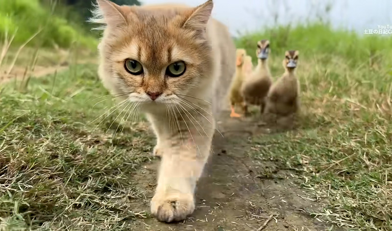 ヒナ達を連れて帰宅する猫